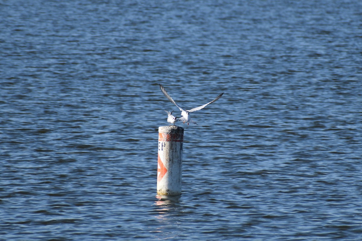 Forster's Tern - Parker Allie