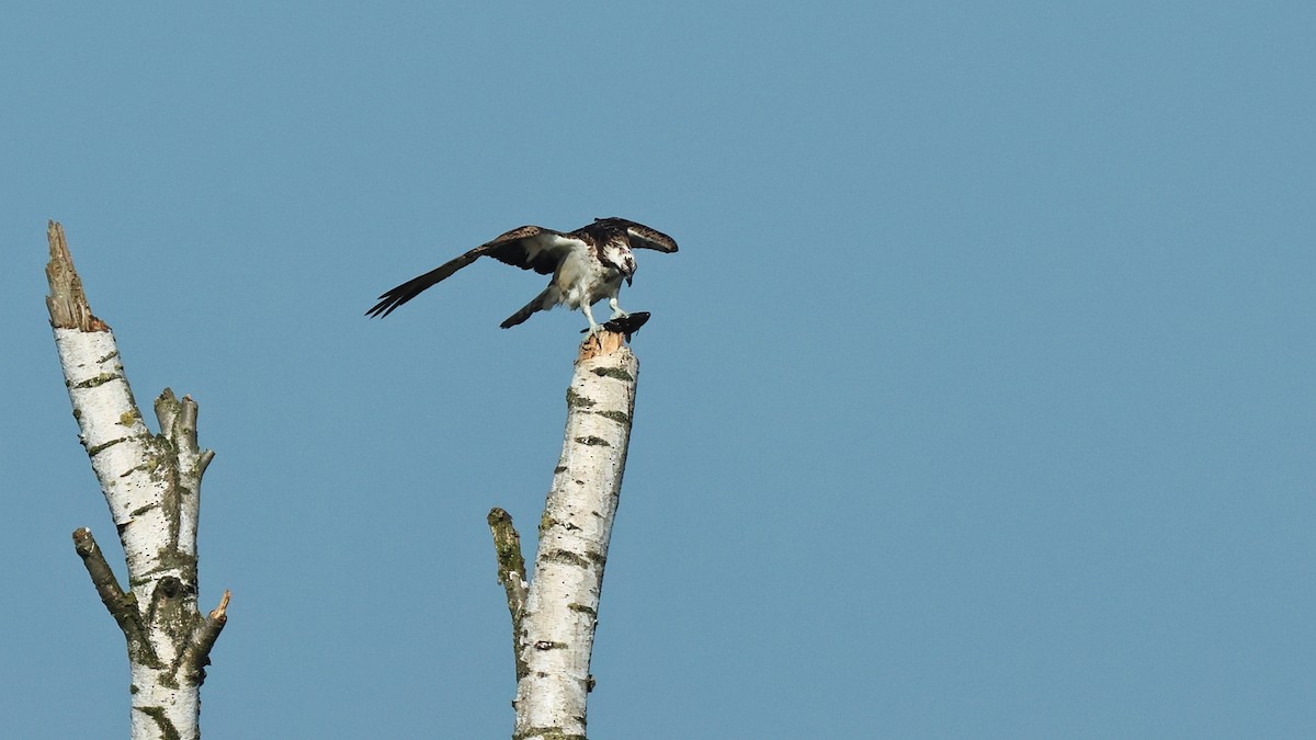 Osprey - Nico Bouwmans