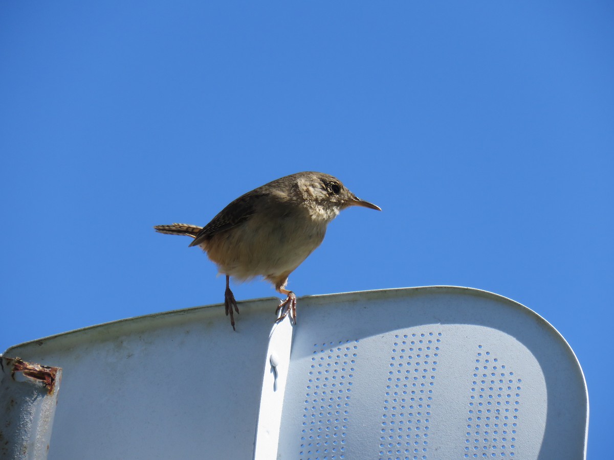 House Wren (Southern) - ML623950582