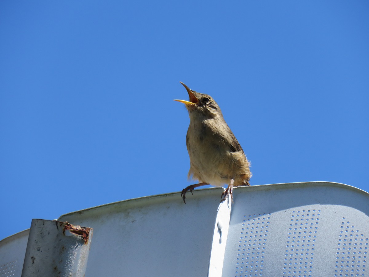 House Wren (Southern) - ML623950583