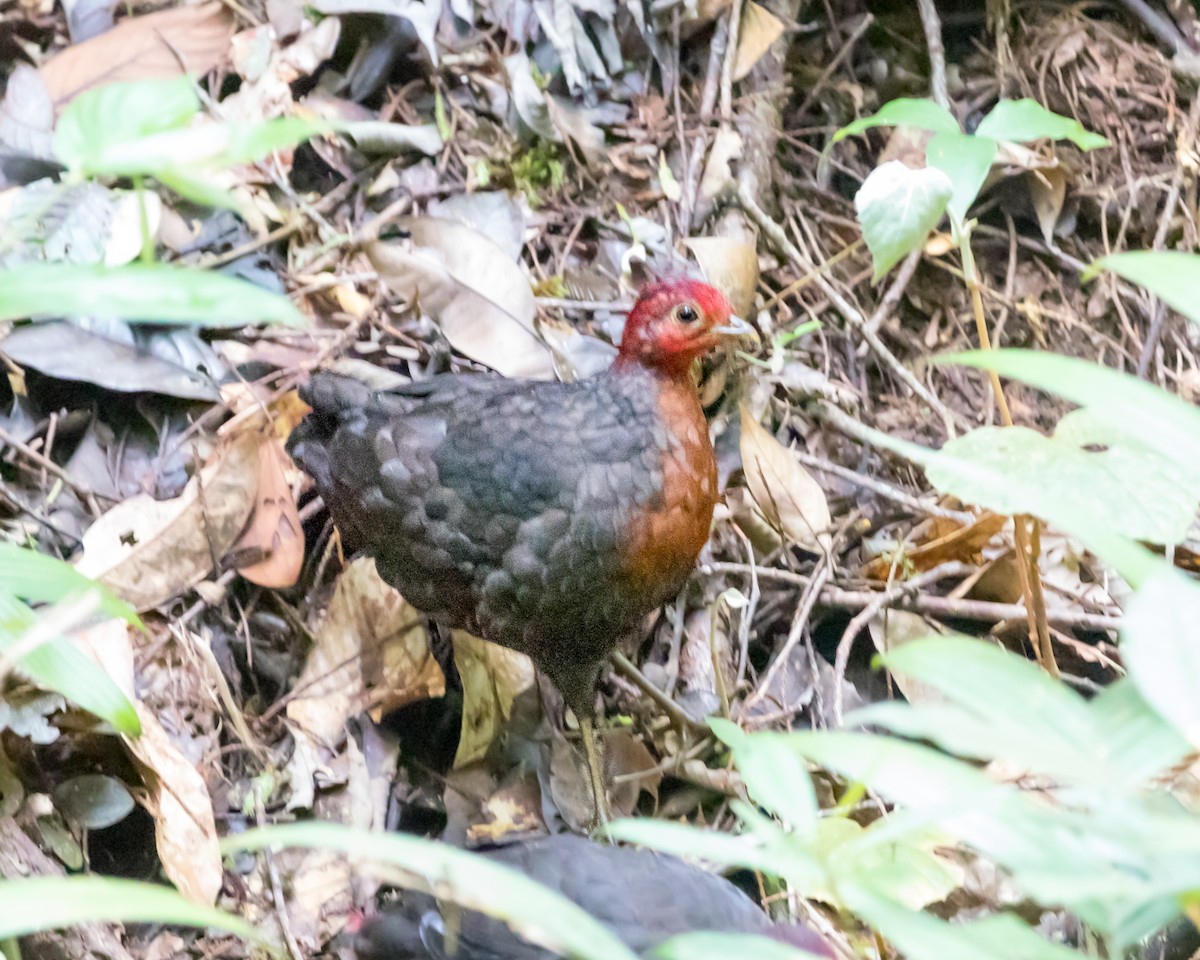 Crimson-headed Partridge - Gopala Krishna Baliga