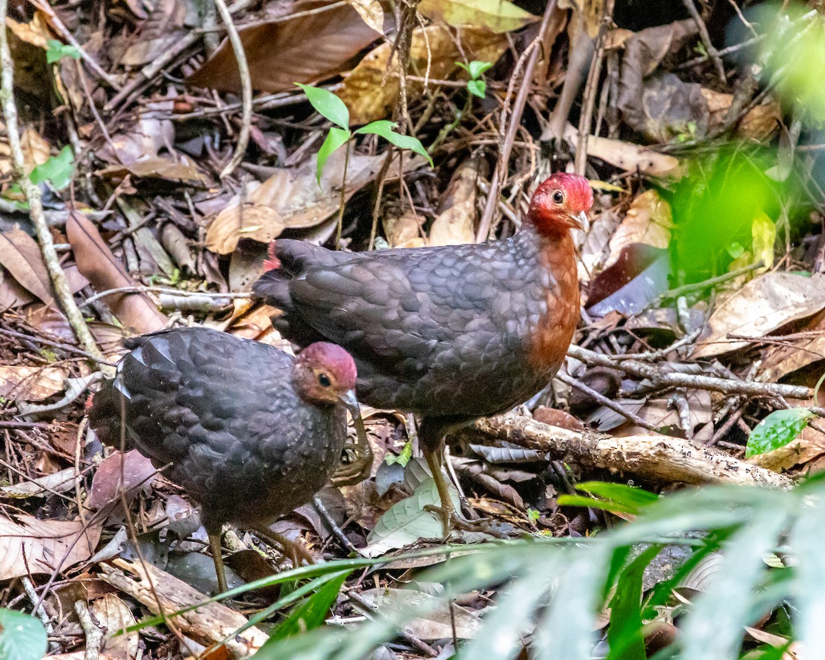 Crimson-headed Partridge - ML623950594