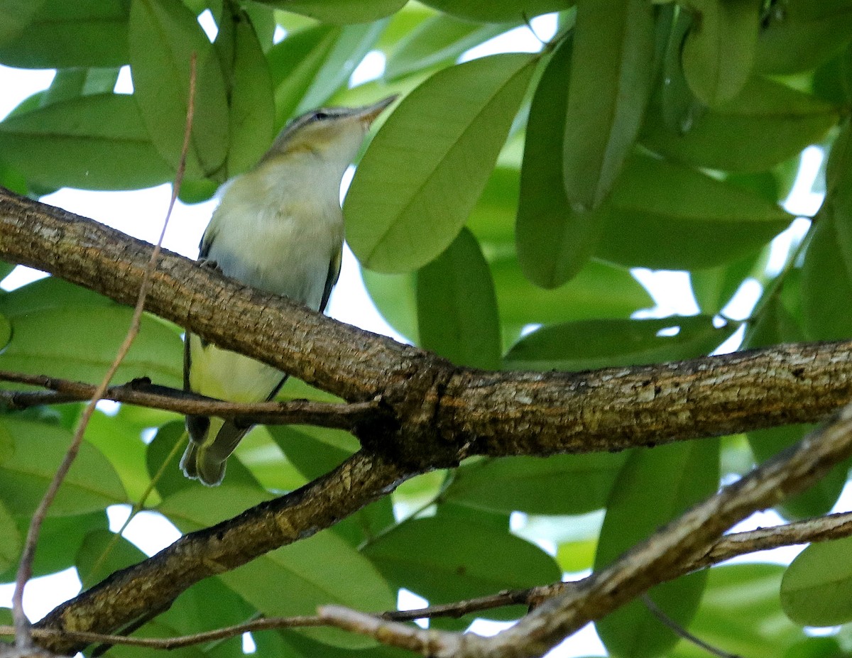 rødøyevireo - ML623950617