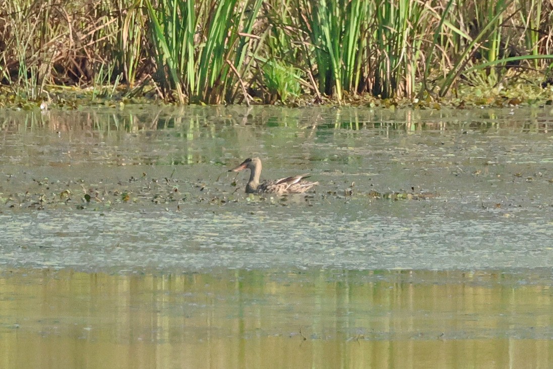 Northern Shoveler - ML623950668