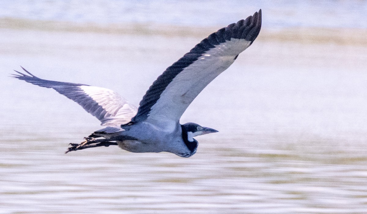 Black-headed Heron - ML623950673