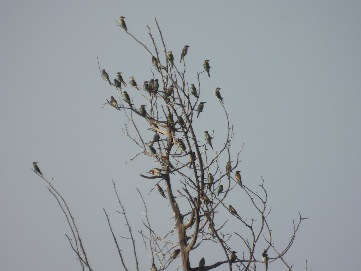 European Bee-eater - ML623950688