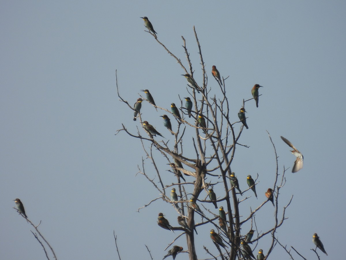 European Bee-eater - ML623950689