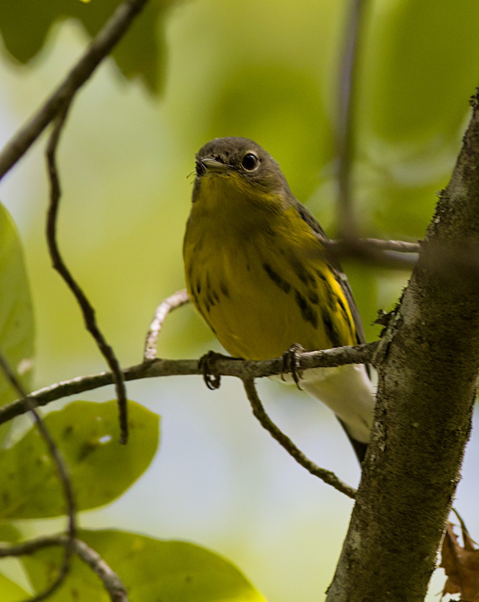 Magnolia Warbler - ML623950713