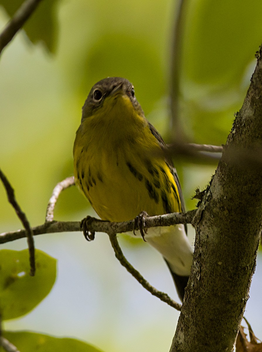 Magnolia Warbler - ML623950714