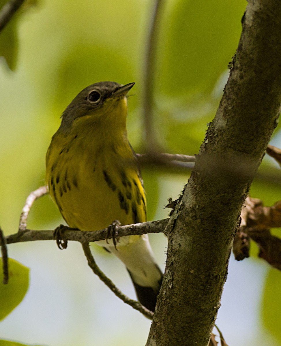 Magnolia Warbler - ML623950717