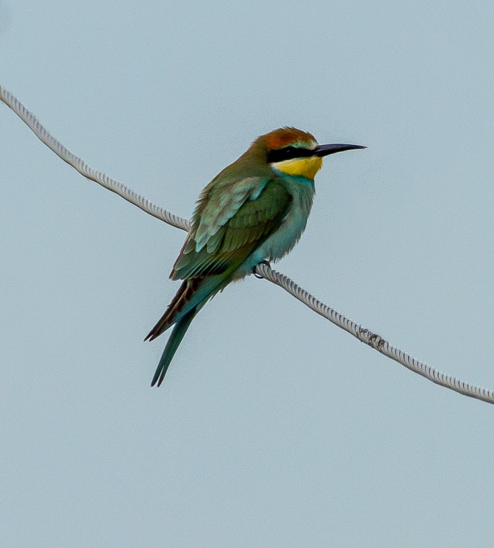 European Bee-eater - ML623950729