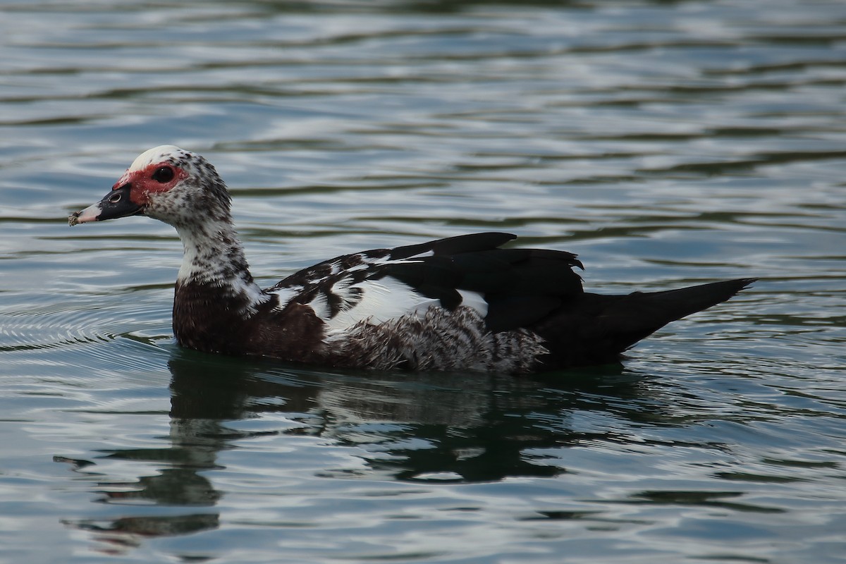 Muscovy Duck (Domestic type) - ML623950742