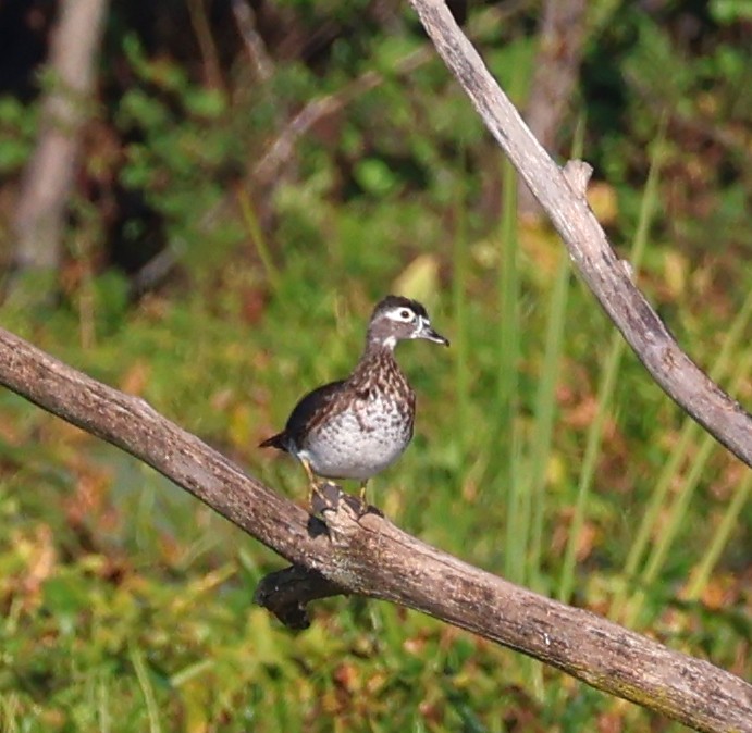 Wood Duck - ML623950757