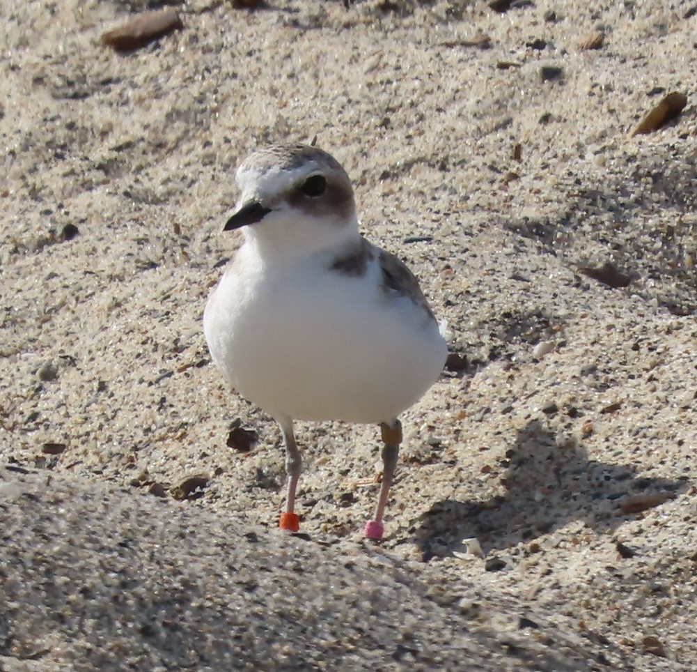 Snowy Plover - ML623950774