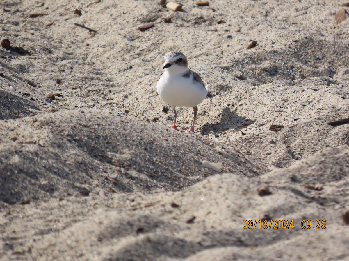 Snowy Plover - ML623950775