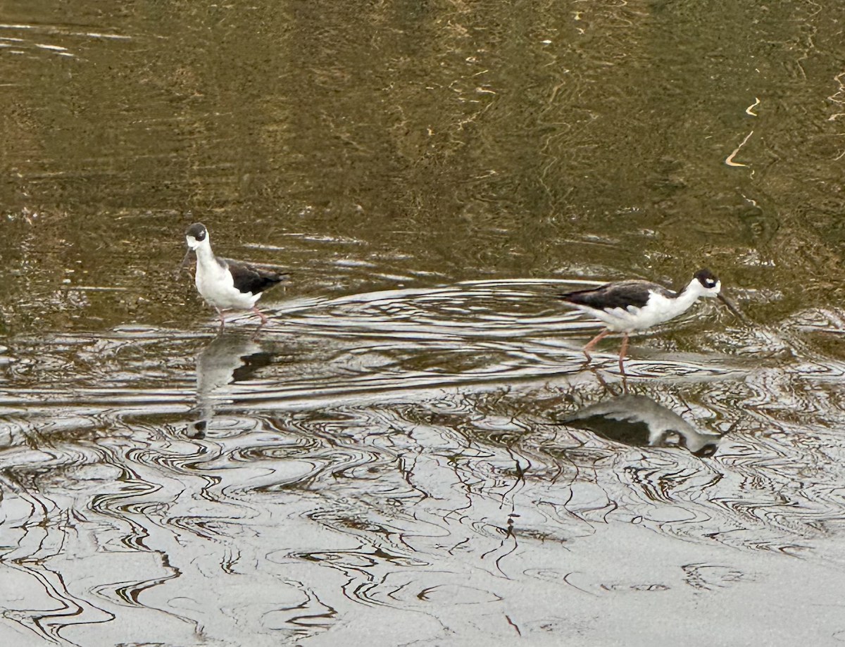 Black-necked Stilt - ML623950800