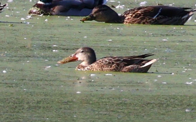 Northern Shoveler - ML623950803