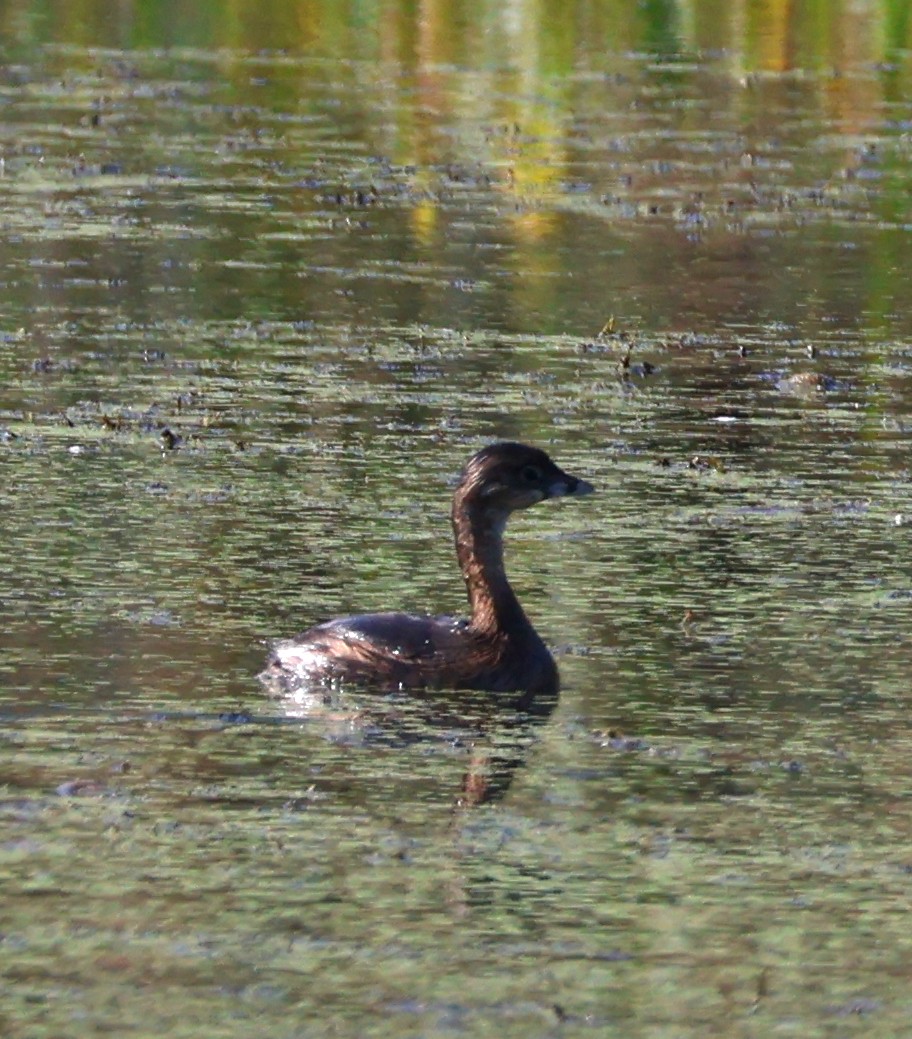 Pied-billed Grebe - ML623950808