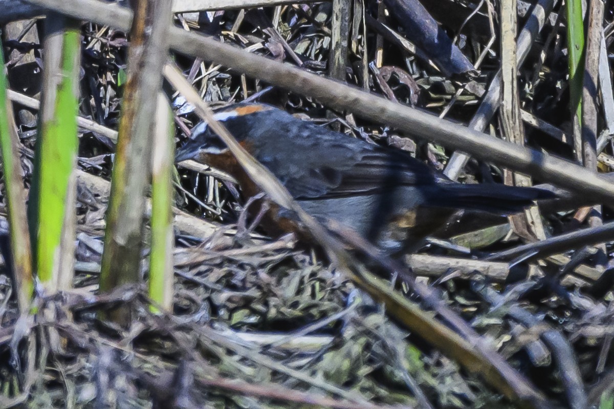 Black-and-rufous Warbling Finch - ML623950809