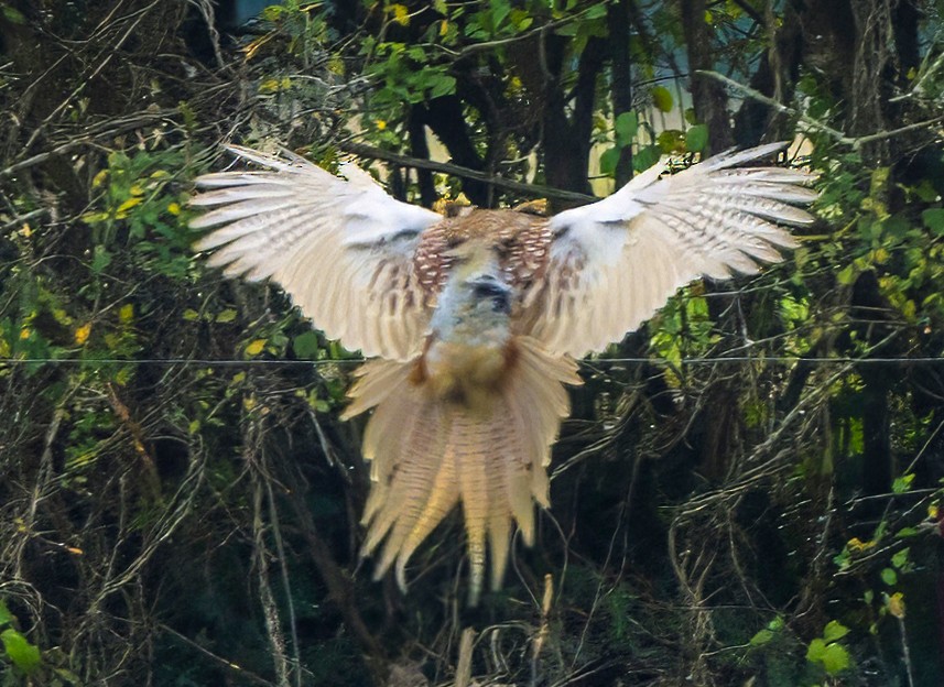 Ring-necked Pheasant - ML623950817