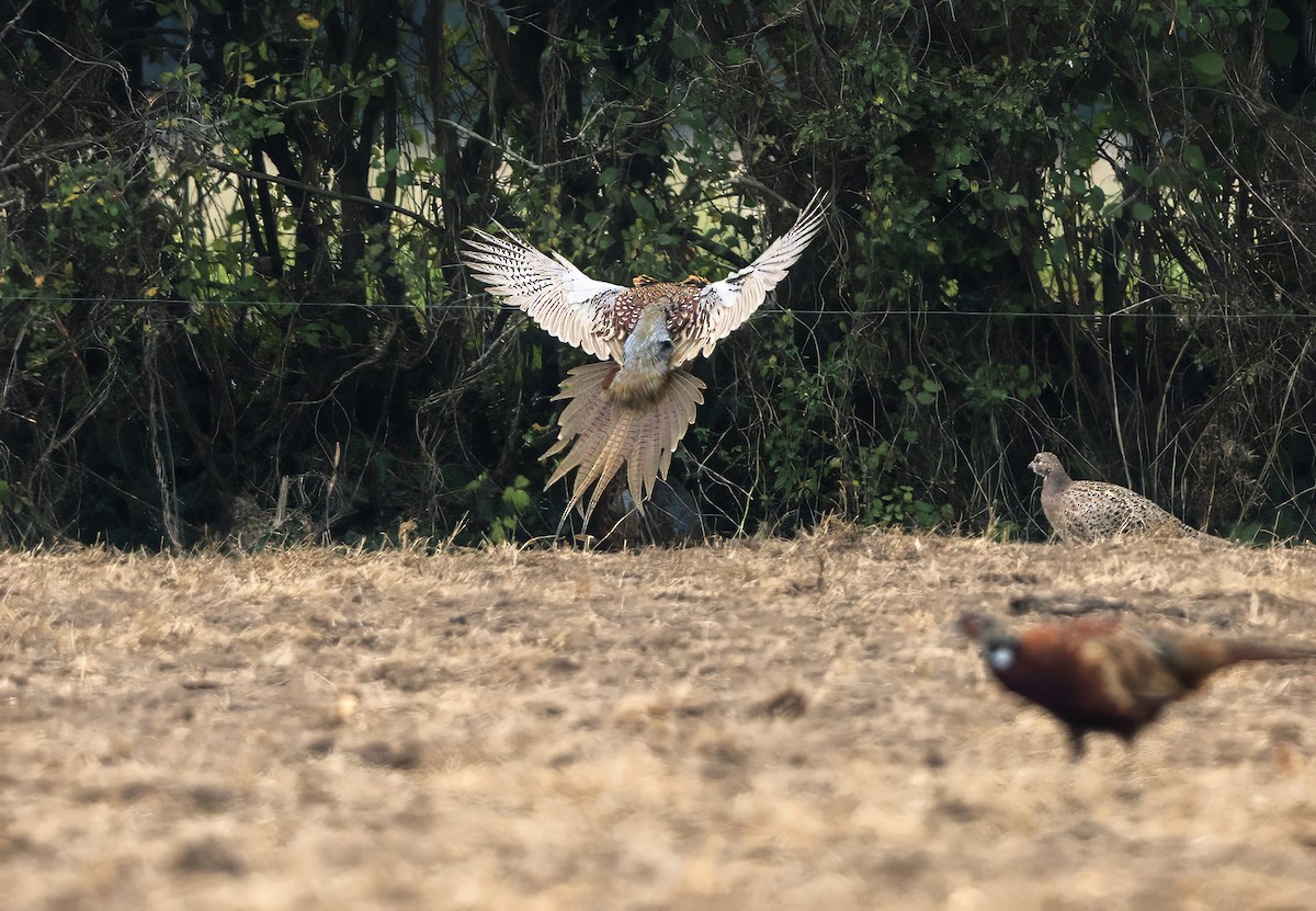 Ring-necked Pheasant - ML623950818