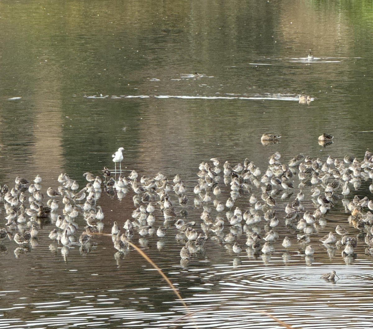 Least Sandpiper - Trinity Isabella