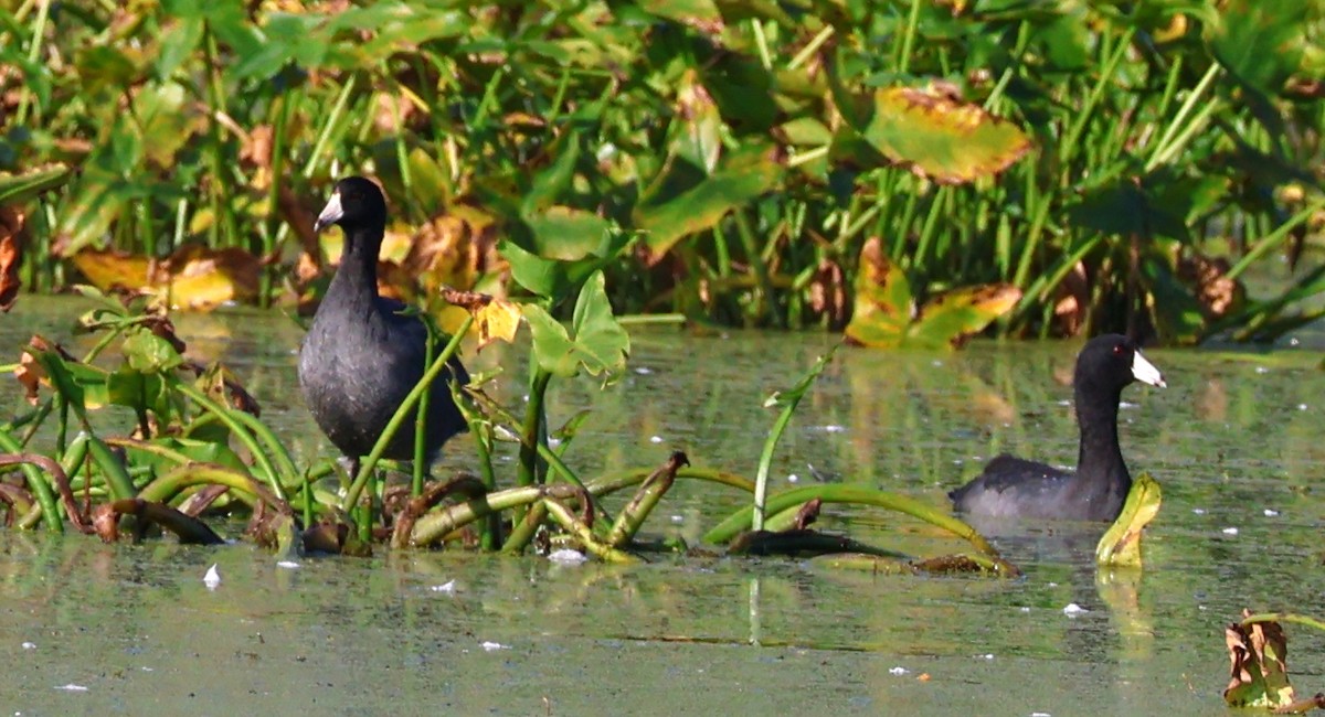 American Coot - ML623950831