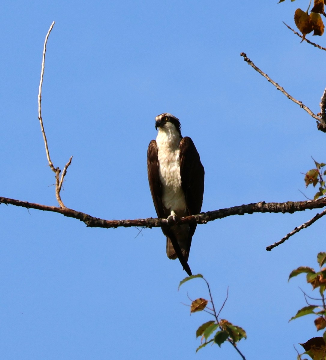 Osprey - ML623950832