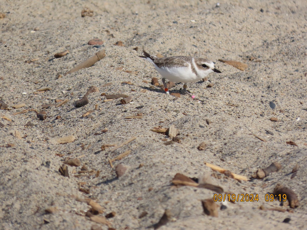 Snowy Plover - Dawn Garcia