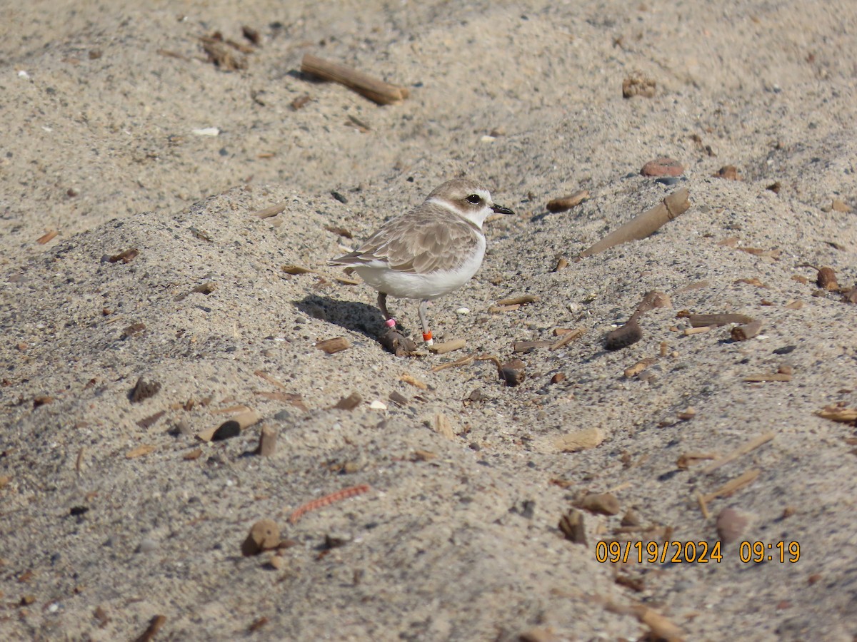 Snowy Plover - ML623950836