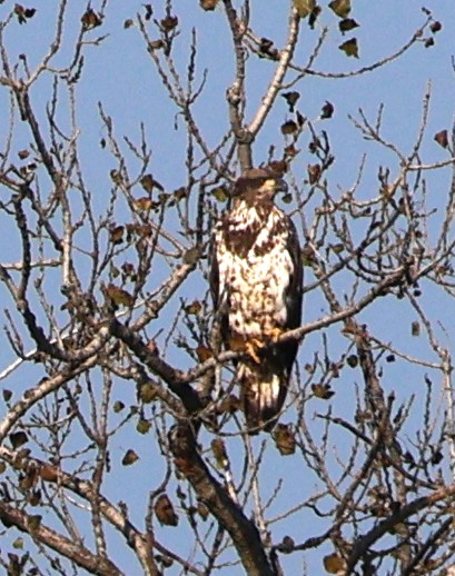 Bald Eagle - ML623950838