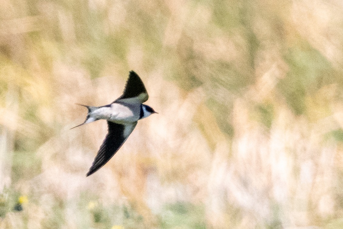 White-throated Swallow - ML623950842