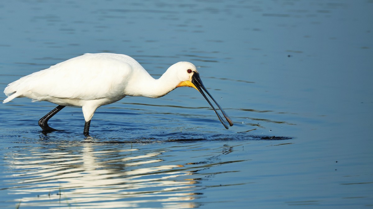 Eurasian Spoonbill - ML623950850