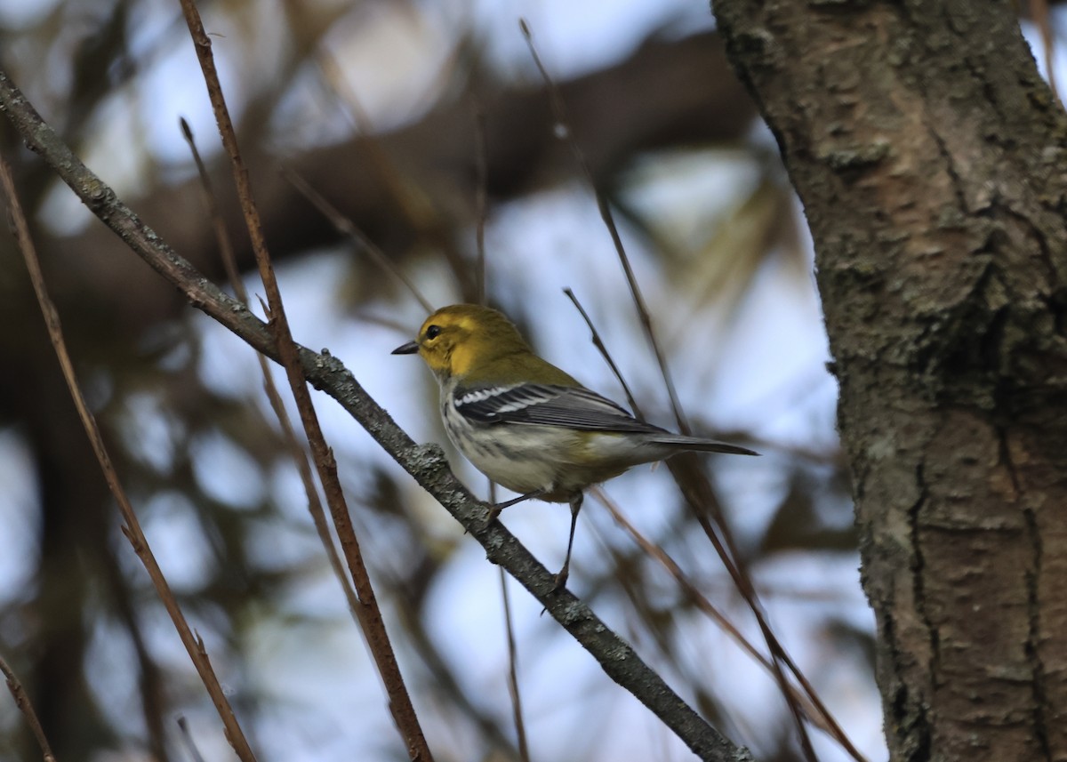 Cape May Warbler - ML623950869