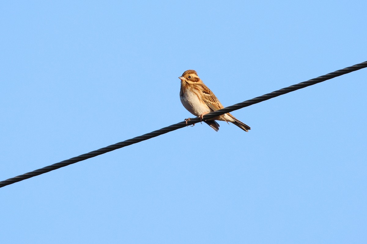 Rustic Bunting - ML623950870