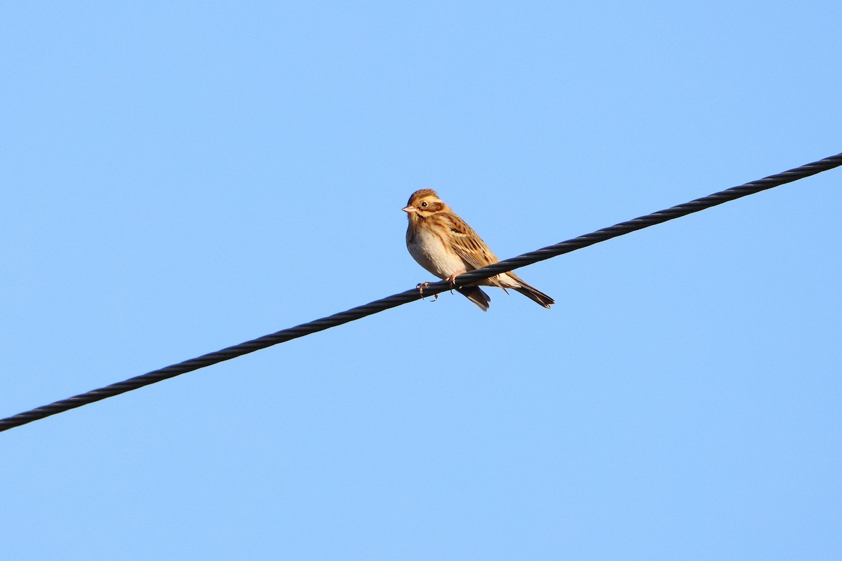 Rustic Bunting - ML623950871