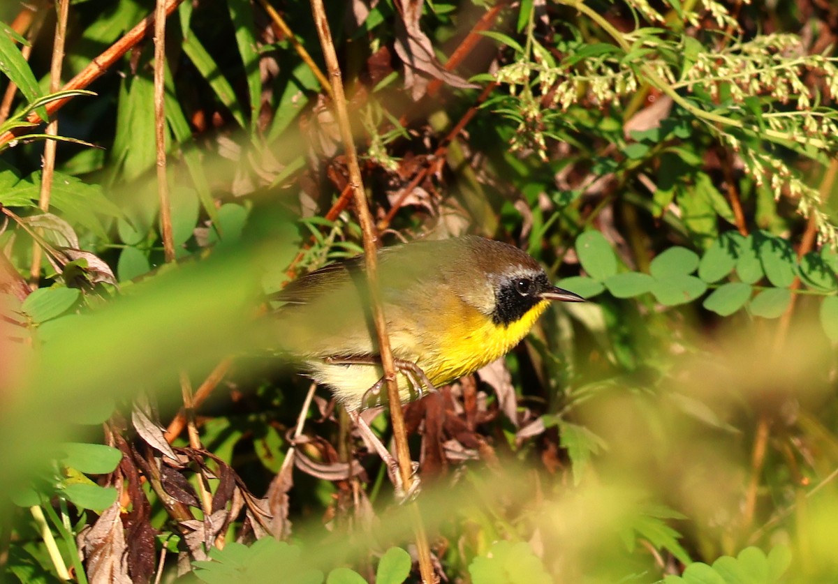 Common Yellowthroat - ML623950873