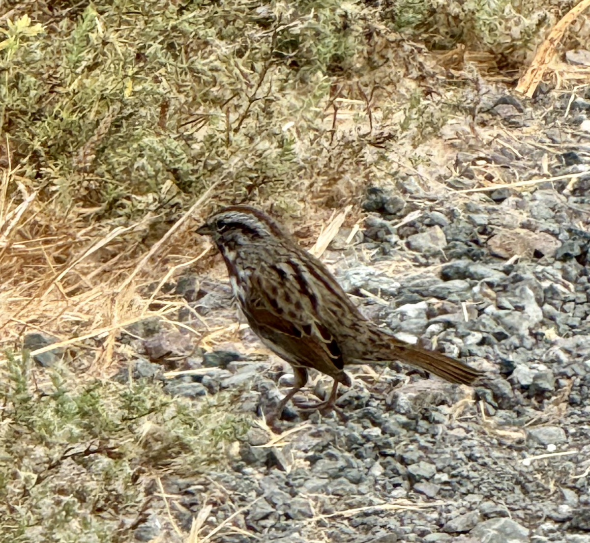 Song Sparrow - ML623950886