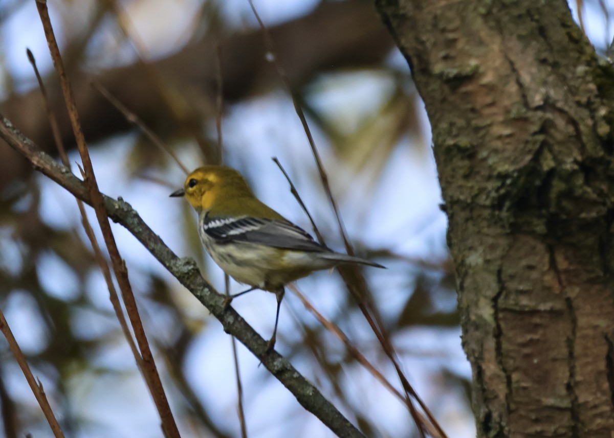 Cape May Warbler - ML623950887