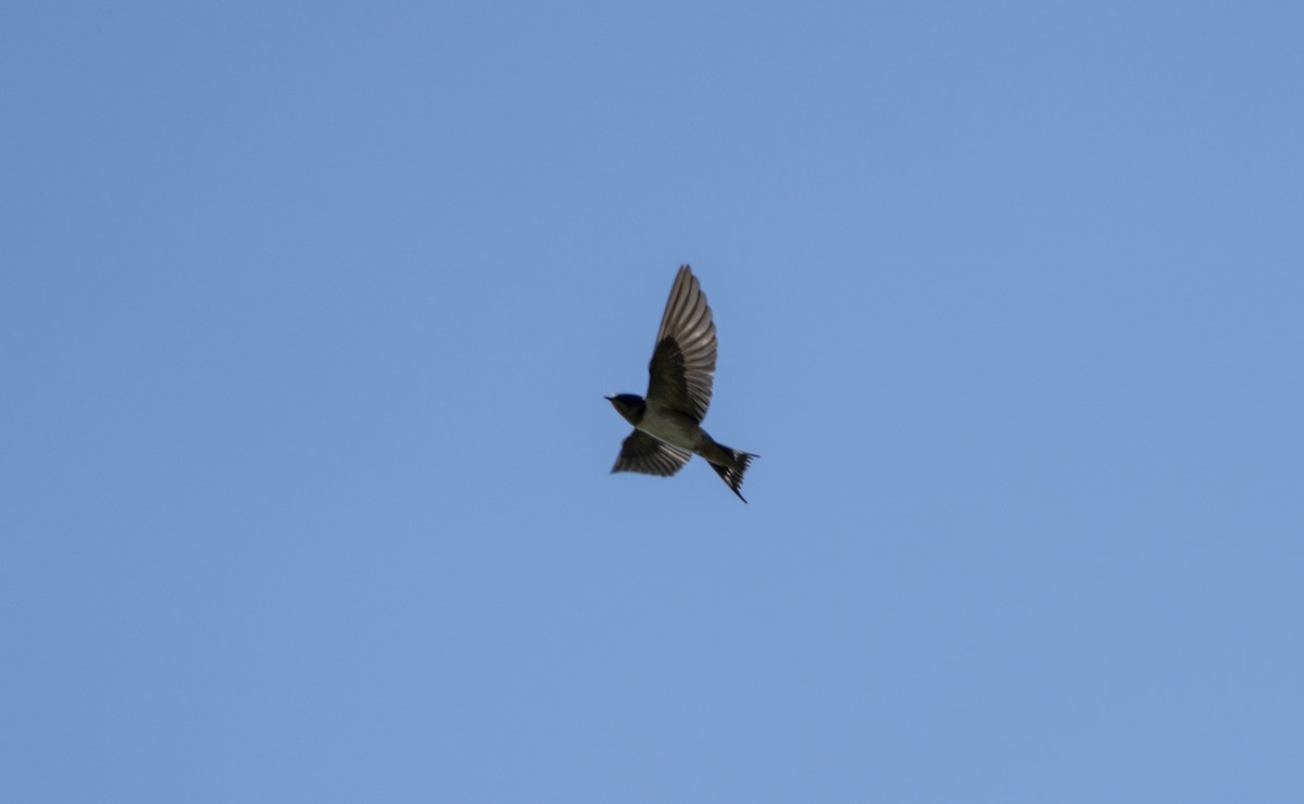 Асрын хараацай - ML623950921