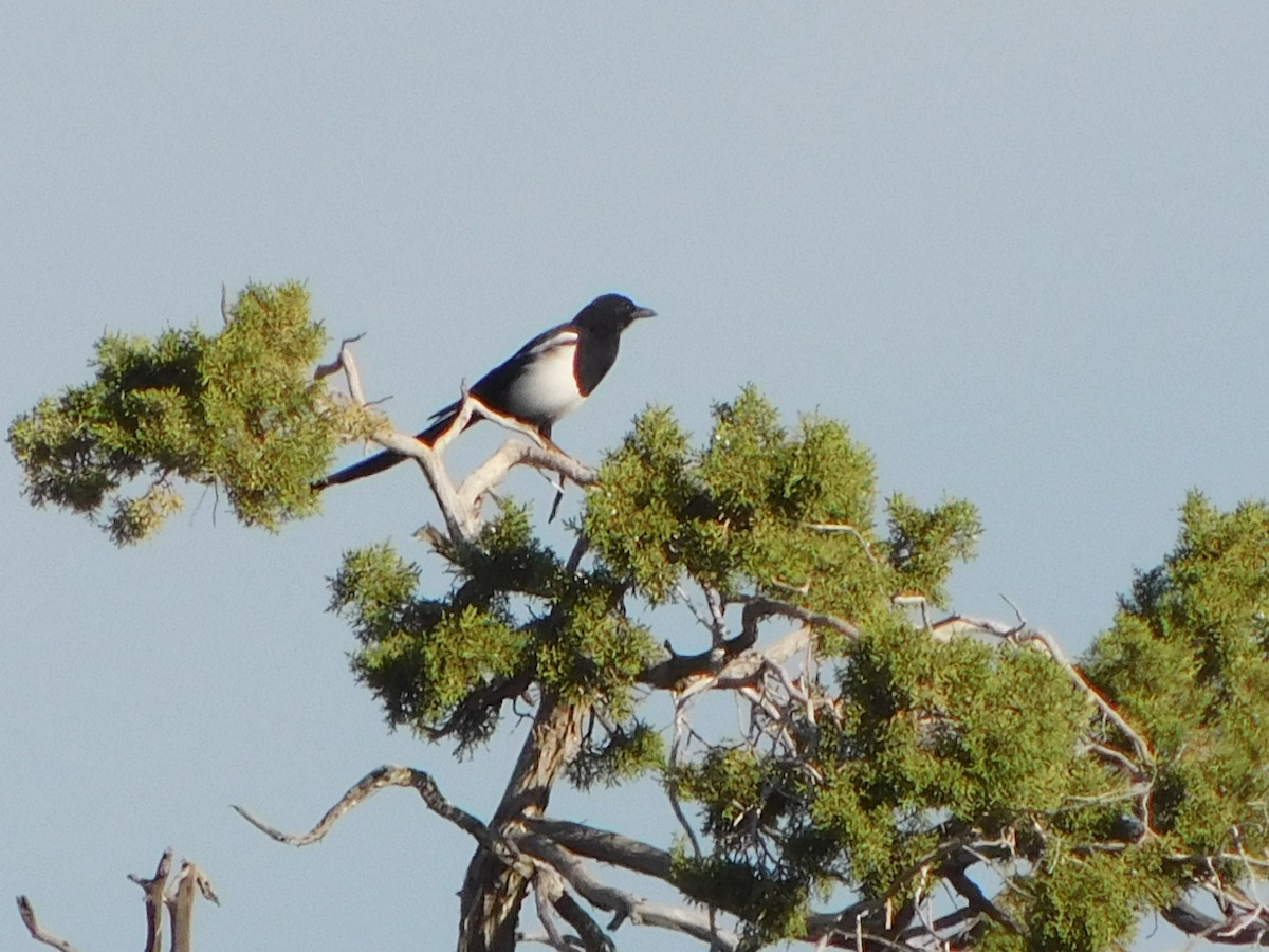 Black-billed Magpie - ML623950923