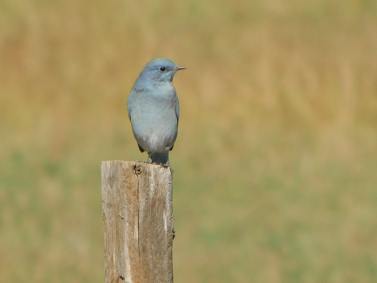 Mountain Bluebird - ML623950931