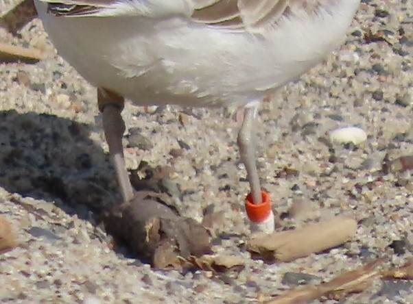 Snowy Plover - ML623950935