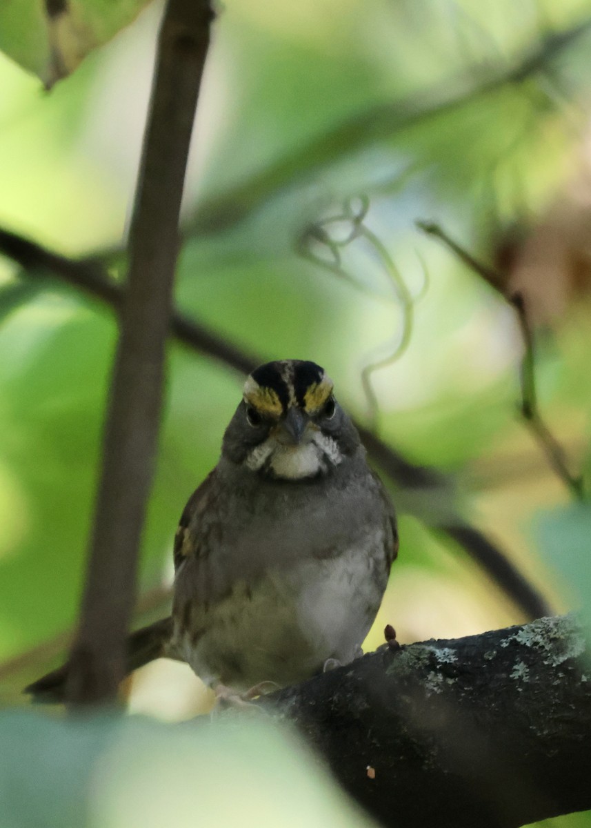 White-throated Sparrow - ML623950938