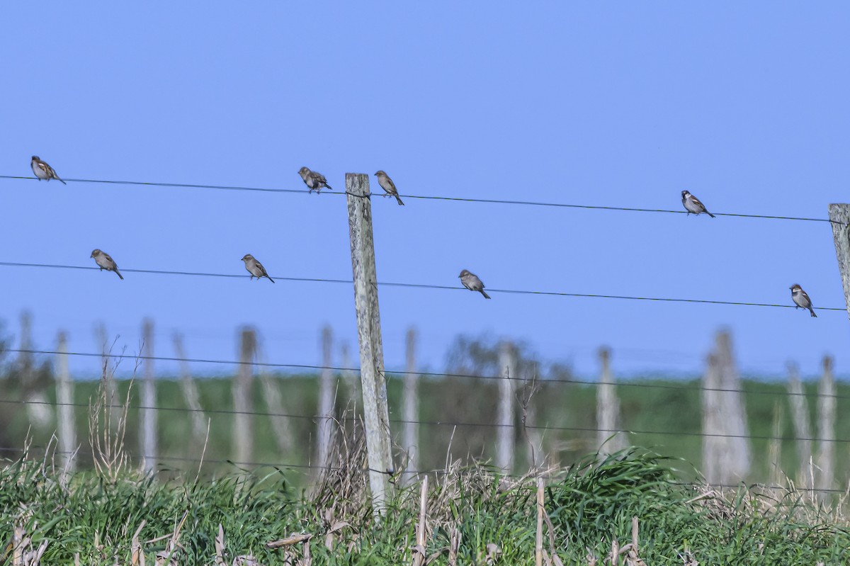 House Sparrow - ML623950946