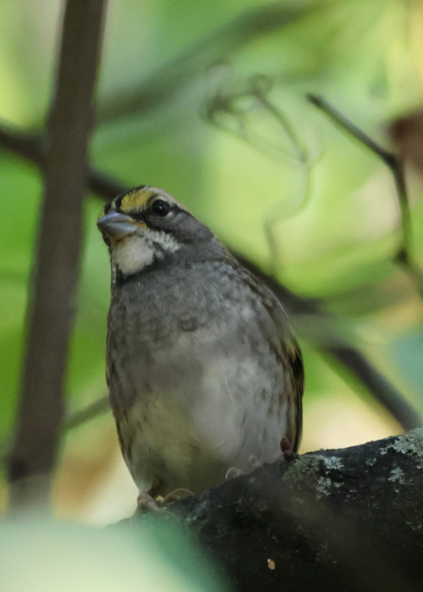 White-throated Sparrow - ML623950951