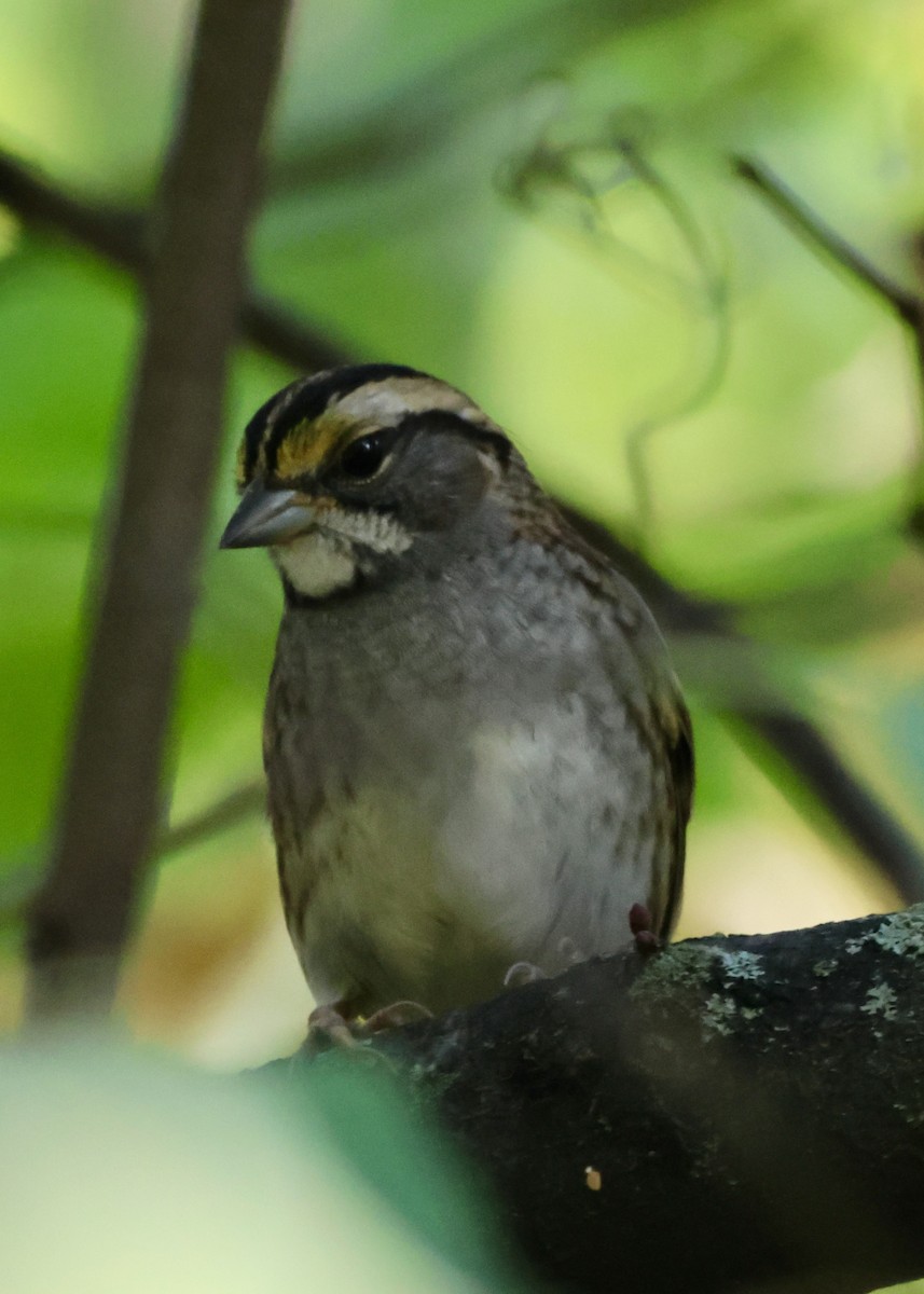 White-throated Sparrow - ML623950968