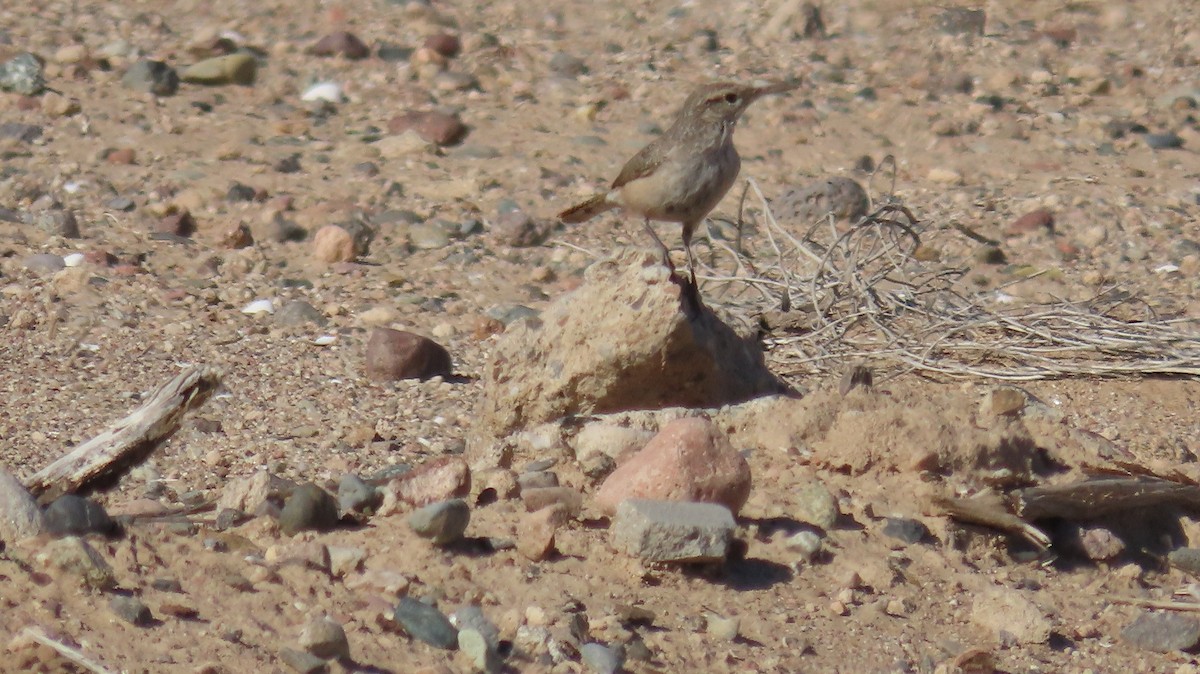 Rock Wren - ML623950979