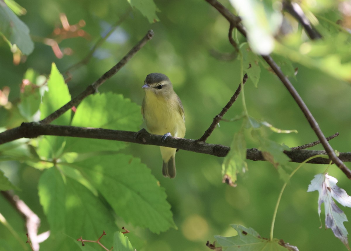 Red-eyed Vireo - ML623950998