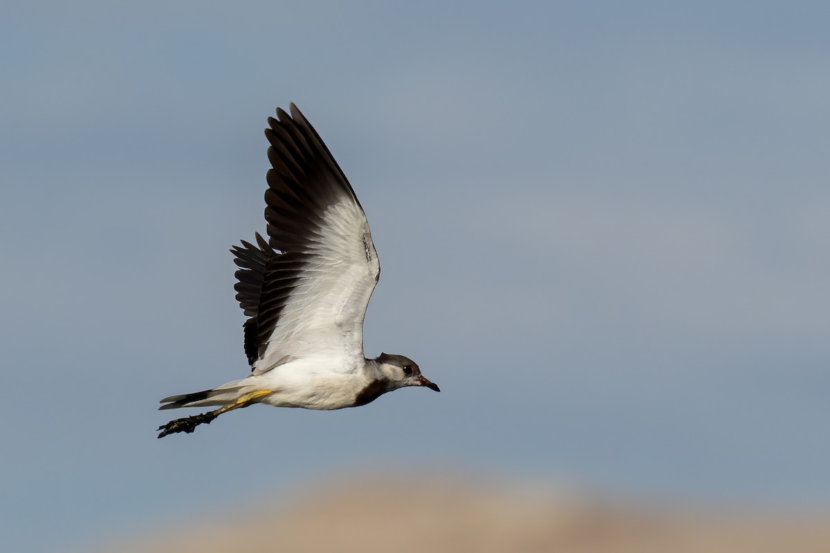 Red-wattled Lapwing - Göktuğ  Güzelbey